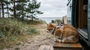 Mit der Katze ans Wasser und auf Reisen