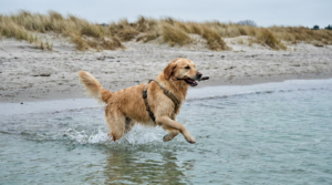 Mit dem Hund ins Wasser , Schwimmen, Apportieren und SUP