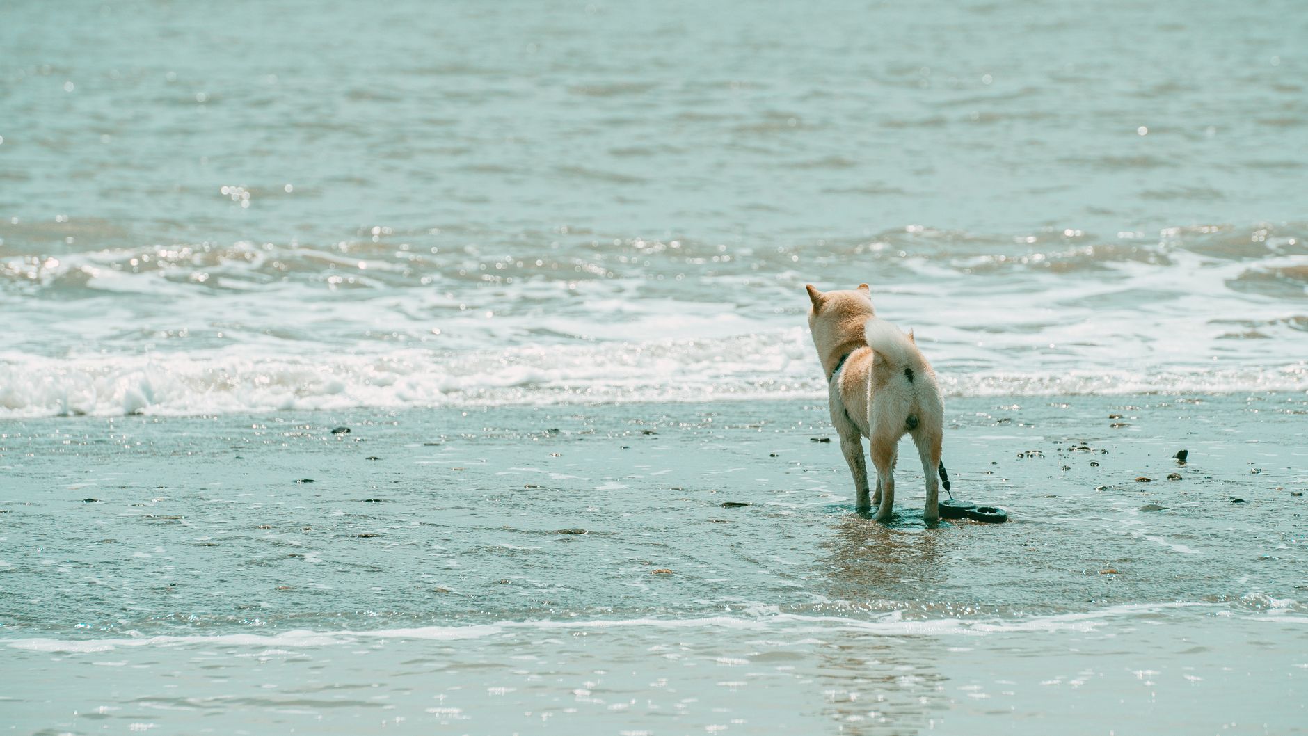 Hund steht im flachen Wasser