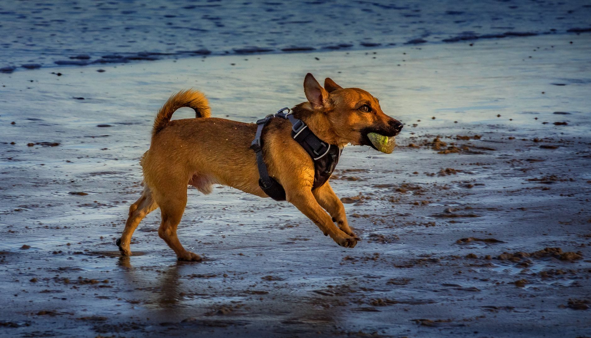 Hund spielt am Strand